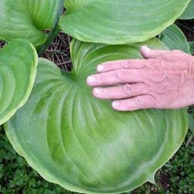 Hosta 'Ufo'